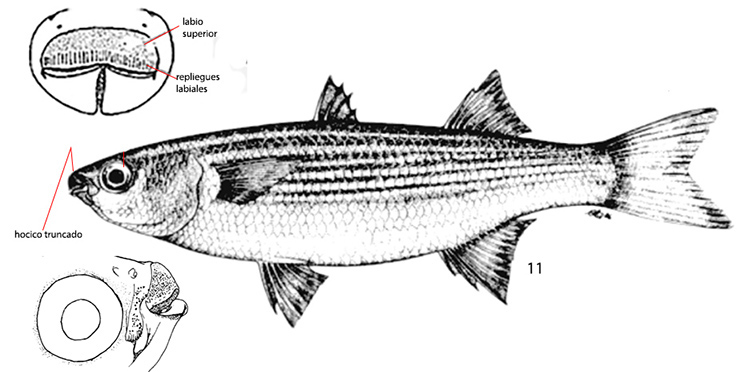 Oedalechilus labeo_01.jpg